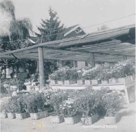 View of shaded area where plants for sale were protected from summer sun.
